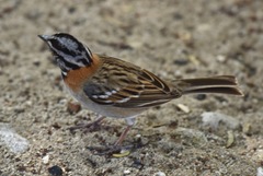Zonotrichia capensis insularis