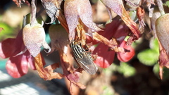 Oxysarcodexia varia