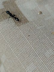 Pseudomyrmex lynceus
