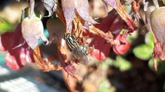 Oxysarcodexia varia