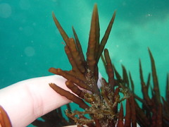 Prionitis lanceolata