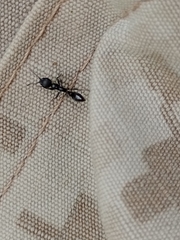 Pseudomyrmex lynceus
