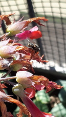 Oxysarcodexia varia