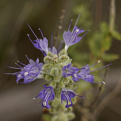 Salvia californica