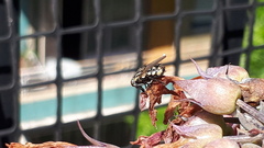 Oxysarcodexia varia