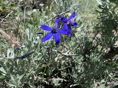 Delphinium nuttallianum