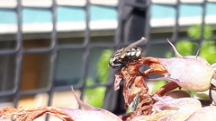 Oxysarcodexia varia