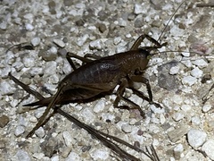 Nesoecia nigrispina
