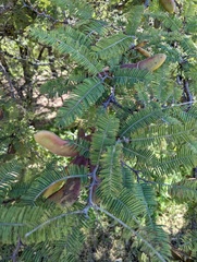 Vachellia pennatula