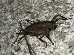 Nesoecia nigrispina
