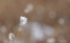 Eriophorum virginicum