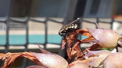 Oxysarcodexia varia