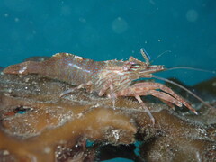 Heptacarpus palpator