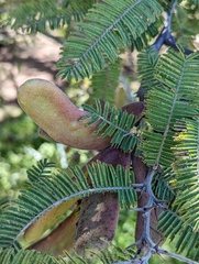 Vachellia pennatula