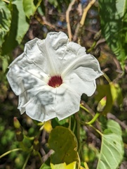 Ipomoea pauciflora