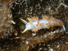 Coryphella trilineata
