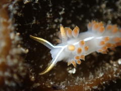 Coryphella trilineata