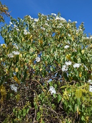 Ipomoea pauciflora