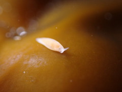 Vorticeros praedatorium