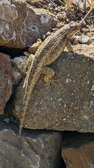 Sceloporus spinosus