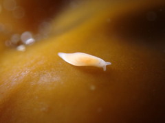 Vorticeros praedatorium