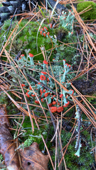 Cladonia cristatella