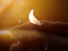 Vorticeros praedatorium