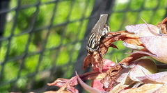 Oxysarcodexia varia
