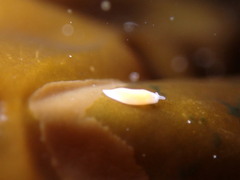 Vorticeros praedatorium