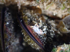 Coryphella trilineata