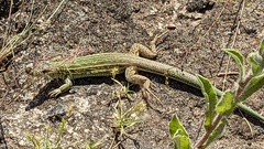 Aspidoscelis costatus