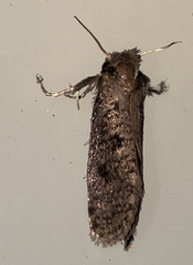 Acrolophus propinqua