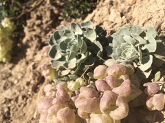 Physaria didymocarpa