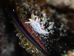 Coryphella trilineata