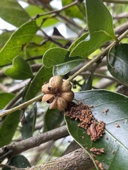 Glochidion rubrum