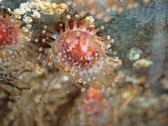 Corynactis californica