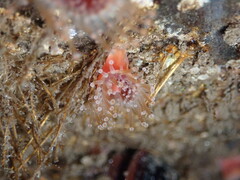 Corynactis californica