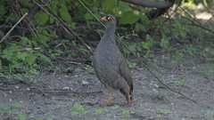 Pternistis adspersus