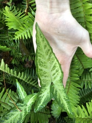 Syngonium podophyllum