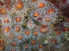 Corynactis californica