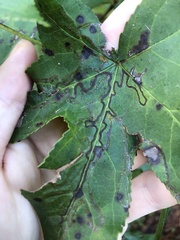 Phyllocnistis liquidambarisella