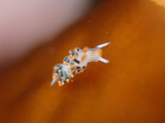 Diaphoreolis lagunae