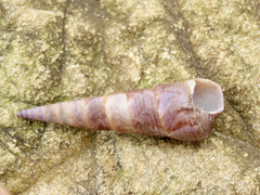 Maoricolpus roseus