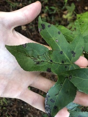 Phyllocnistis liquidambarisella