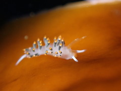 Diaphoreolis lagunae