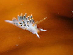 Diaphoreolis lagunae