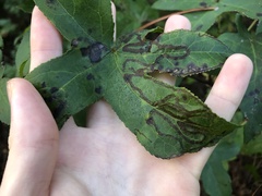 Phyllocnistis liquidambarisella