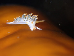 Diaphoreolis lagunae