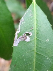 Stigmella heteromelis