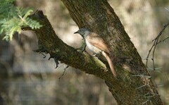Cichladusa arquata